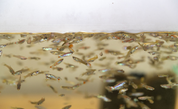 Sivrisinekle Mücadele için, Lepistes ve Kılıçkuyruk Balıkları Çoğaltılıyor