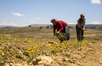 Büyükşehir'in Tarıma Destekleri Çiçek Açıyor, Üreticinin Yüzü Gülüyor