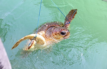 Kabuğu Kırılan Yaralı Deniz Kaplumbağasını Büyükşehir Personeli Kurtardı