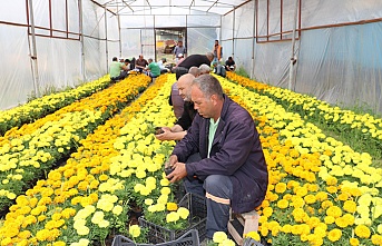 Toroslar Belediyesinin Kadife Çiçekleri, Annelere Ulaştırıldı