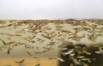 Sivrisinekle Mücadele için, Lepistes ve Kılıçkuyruk Balıkları Çoğaltılıyor