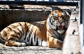 ‘Nazlı’ İsimli Bengal Kaplanı Tarsus Doğa Parkı’nda Yerini Aldı