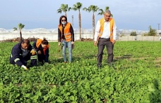 Akdeniz Belediyesi’nin Toprakla Buluşturduğu Maralfalfa Bitkisi Çelikleri Yeşerdi